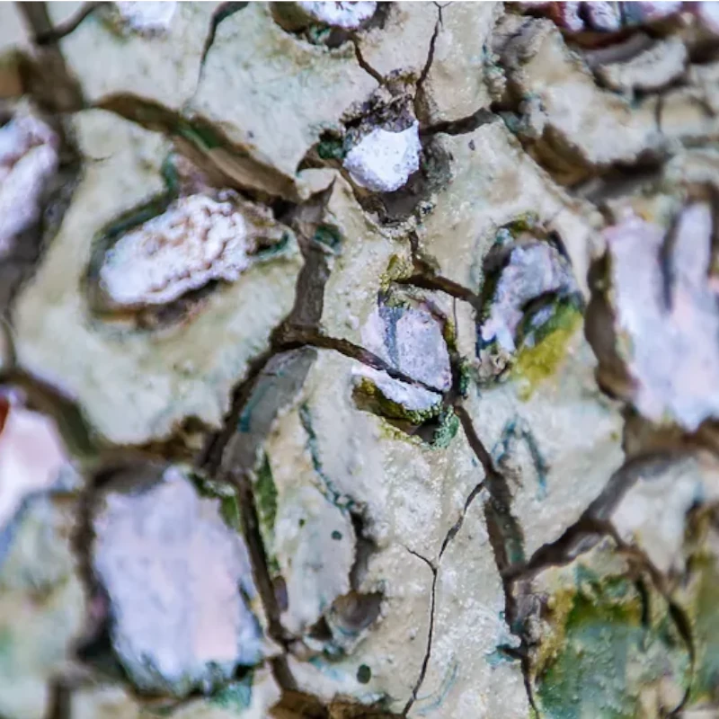 OCA FANGOAMICO - immagine 9