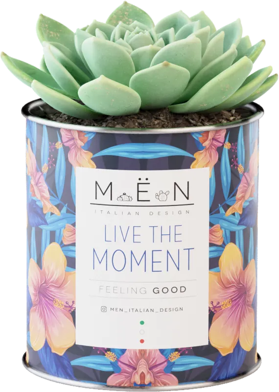 Piantina Live The Moment