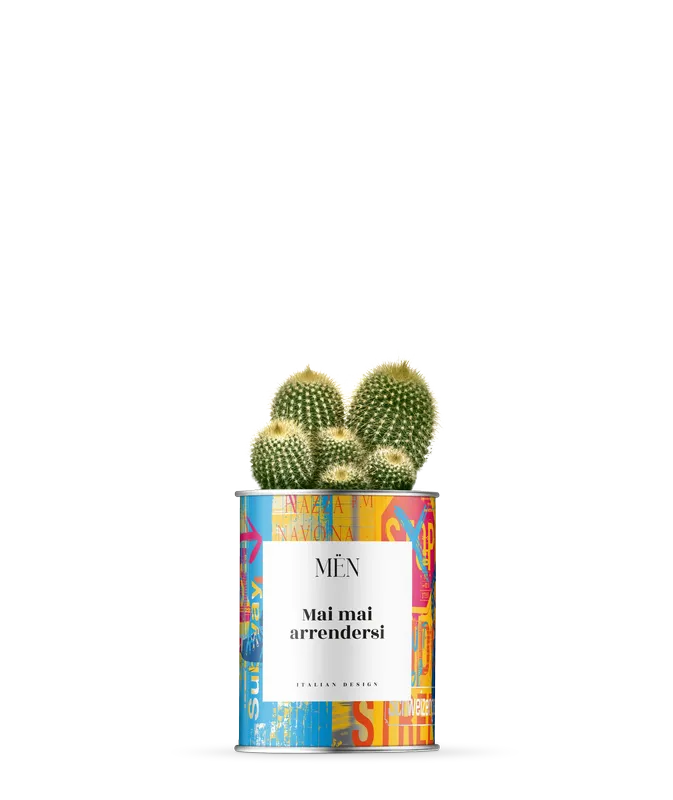 Piantina Mai Mai Arrendersi