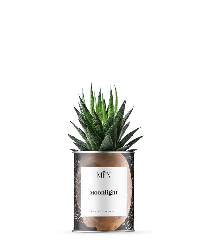 Piantina Moonlight