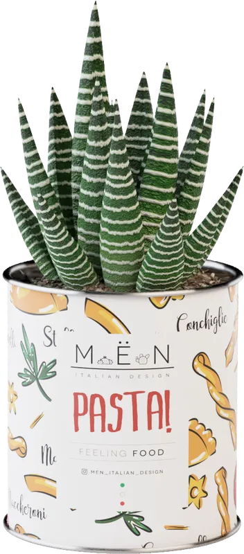 Piantina Pasta