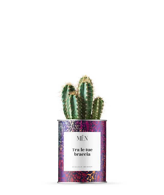 Piantina Tra Le Tue Braccia