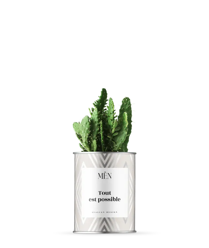 Piantina Tout Est Possible